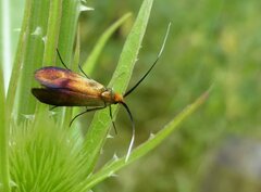 Nemophora cupriacella