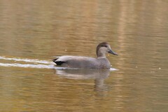 Mareca strepera strepera