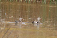 Mareca strepera strepera