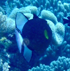 Melichthys vidua