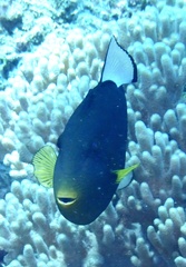 Melichthys vidua