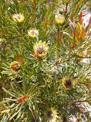 Protea scolymocephala