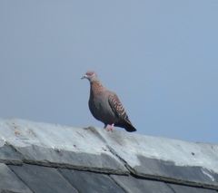Columba guinea phaeonota