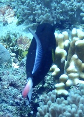 Melichthys vidua
