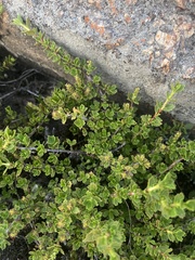 Myrothamnus flabellifolius