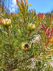 Protea scolymocephala