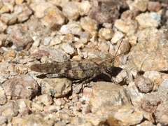 Trimerotropis cyaneipennis