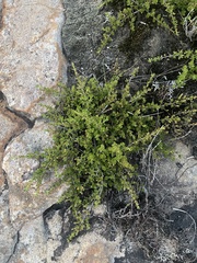 Myrothamnus flabellifolius
