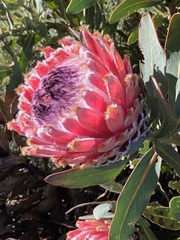 Protea magnifica