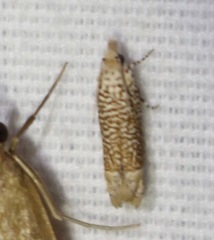 Eucosma argutipunctana