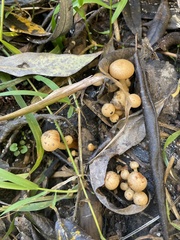 Agrocybe pediades