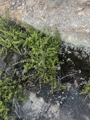 Myrothamnus flabellifolius