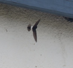 Apus affinis theresae