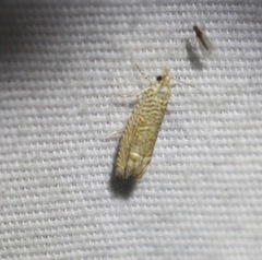 Eucosma argutipunctana