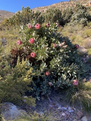 Protea magnifica