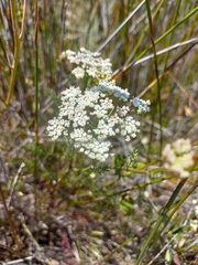 Apiaceae