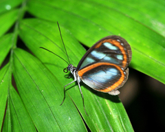 Oleria gunilla