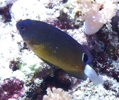 Pomacentrus bankanensis