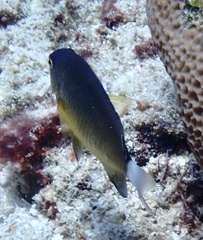 Pomacentrus bankanensis