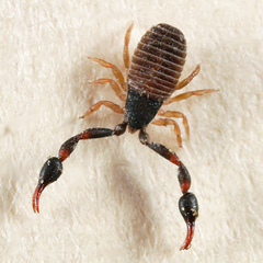 Cheliferoidea
