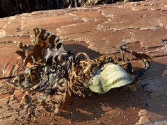 Saccharina latissima