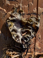 Saccharina latissima