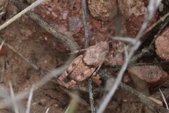 Cibolacris parviceps