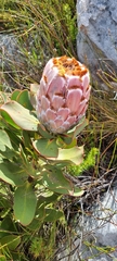 Protea speciosa