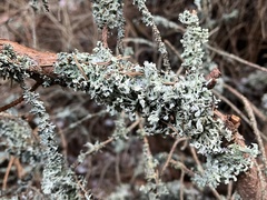 Hypogymnia tubulosa