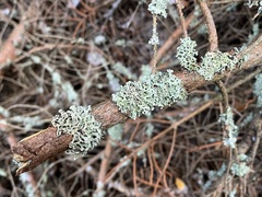 Hypogymnia tubulosa