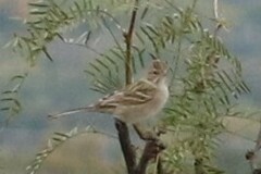 Spizella breweri breweri