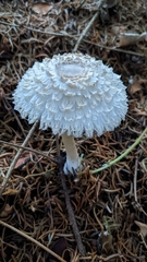 Leucoagaricus nympharum