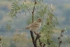 Spizella breweri breweri