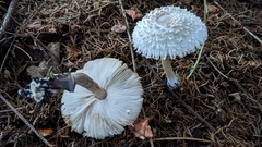 Leucoagaricus nympharum