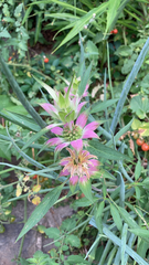 Monarda