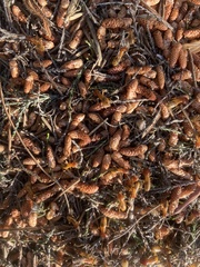 Microhodotermes viator