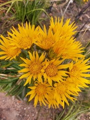 Berkheya armata