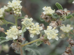 Parthenium incanum