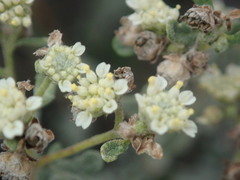 Parthenium incanum