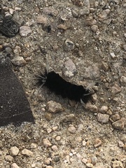 Isanthrene incendiaria
