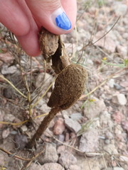 Podaxis