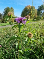 Centaurea phrygia pseudophrygia