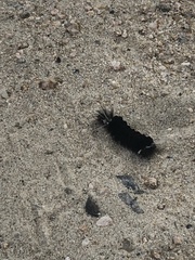 Isanthrene incendiaria