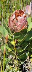 Protea speciosa