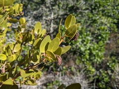 Arctostaphylos insularis
