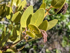 Arctostaphylos insularis
