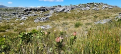 Protea speciosa