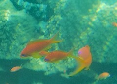 Pseudanthias squamipinnis