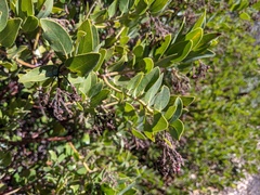Arctostaphylos insularis