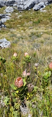 Protea speciosa